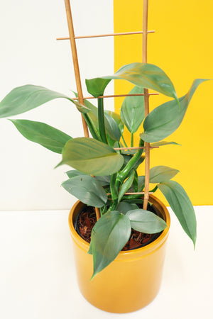 Sihle the Silver Philodendron Val Pal