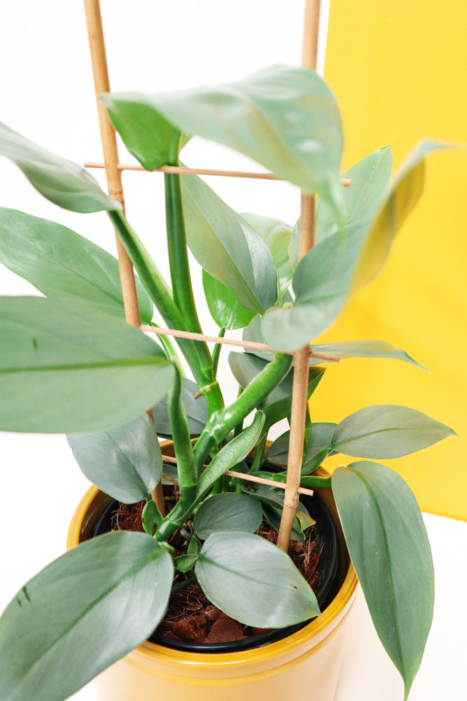 Sihle the Silver Philodendron Val Pal