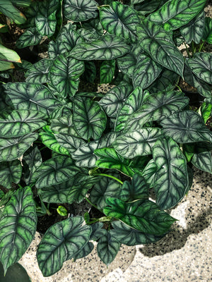 Alocasia Dragon Scale Black