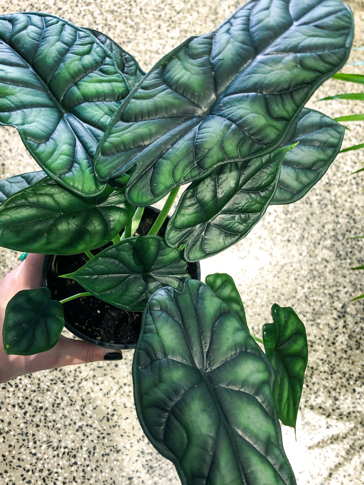 Alocasia Dragon Scale Black