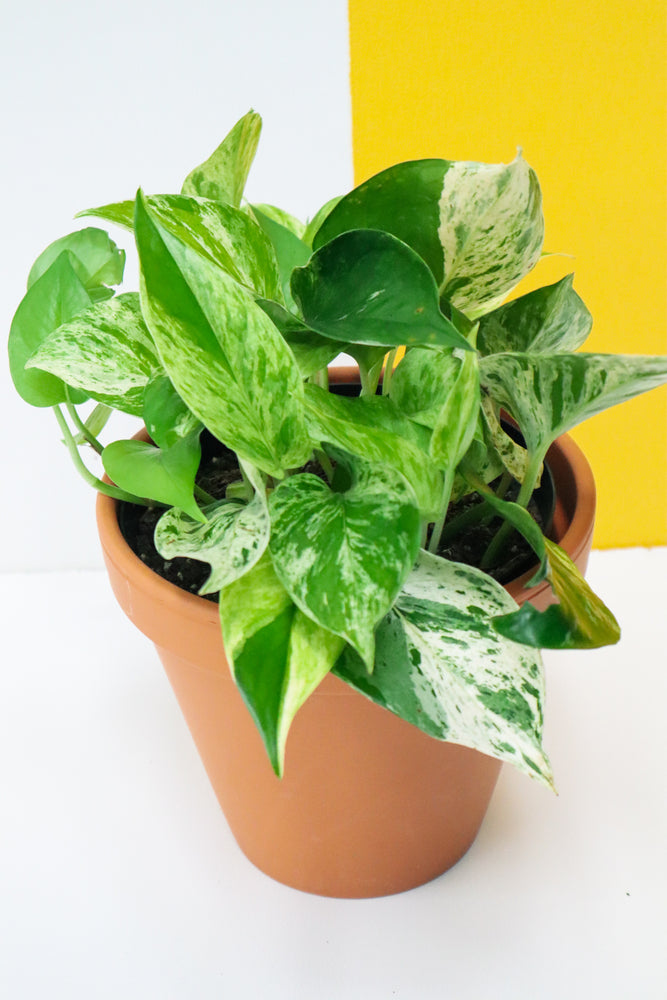 Marble Queen Pothos