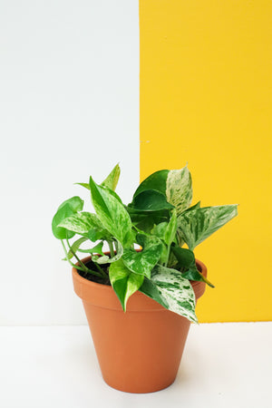 Marble Queen Pothos