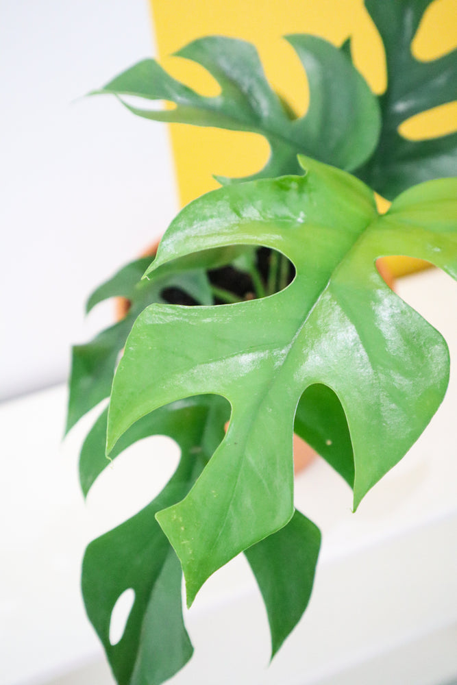 Mini Monstera