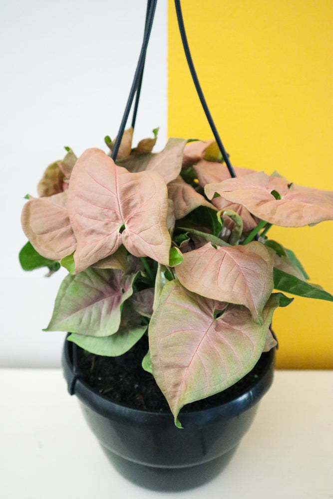 Pink Arrowhead Plant