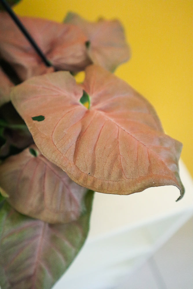 Pink Arrowhead Plant