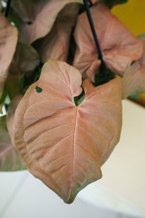 Pink Arrowhead Plant