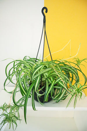 Spider Plant