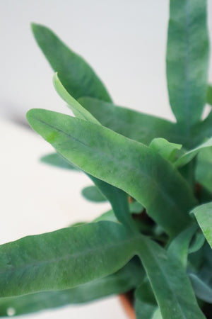 Blue Star Fern