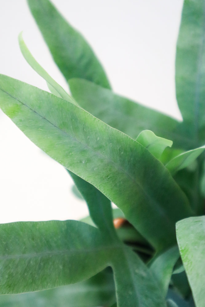 Blue Star Fern