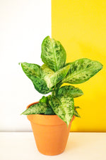 Dumb Cane Memoria corsii