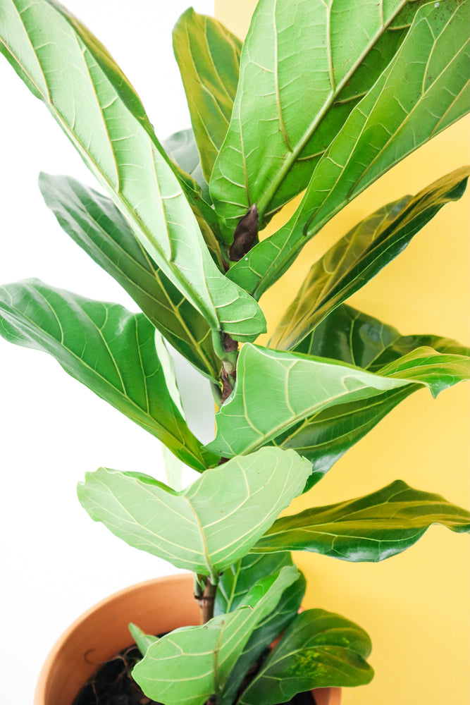 Fiddle Leaf Fig