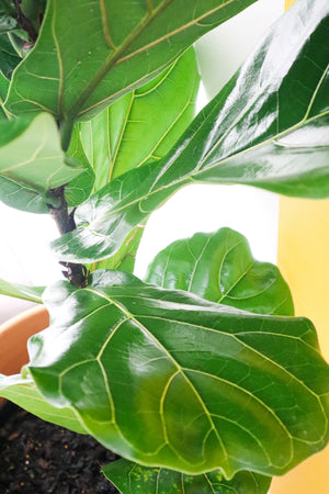 Fiddle Leaf Fig