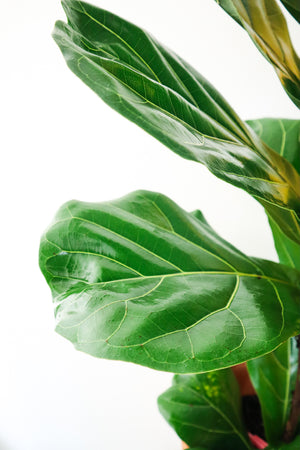 Fiddle Leaf Fig