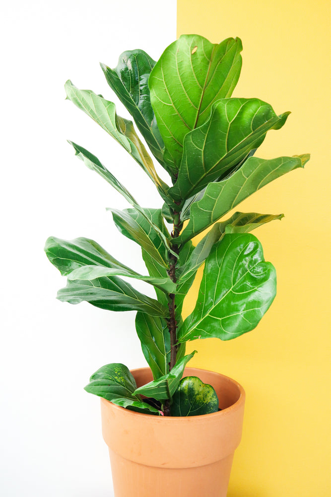 Fiddle Leaf Fig