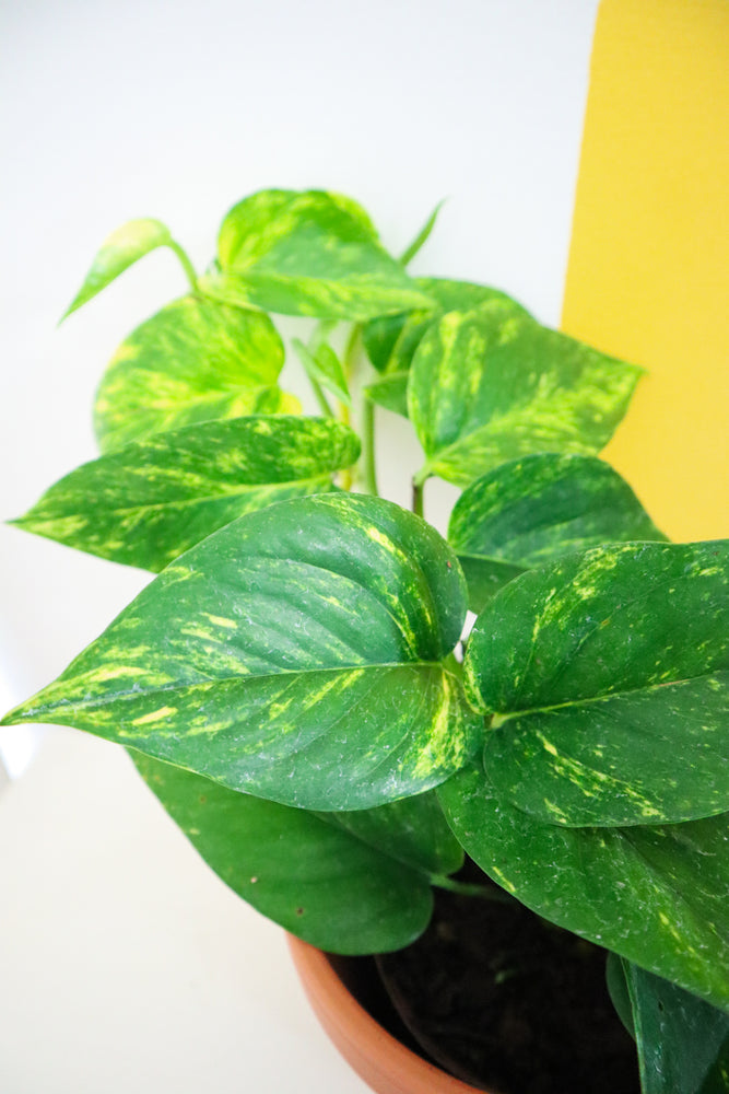 Golden Pothos