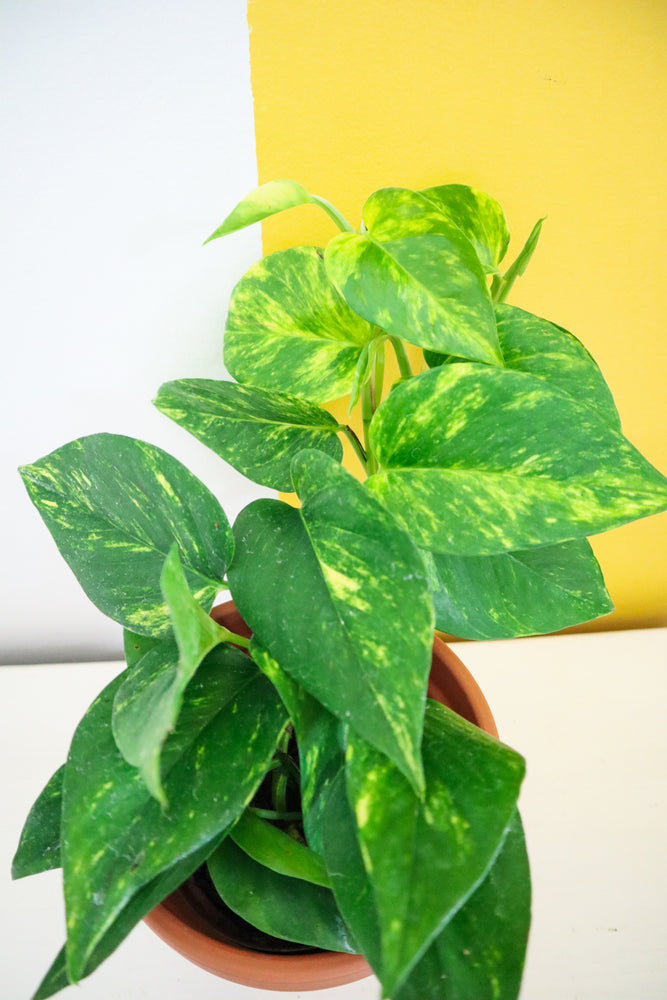 Golden Pothos