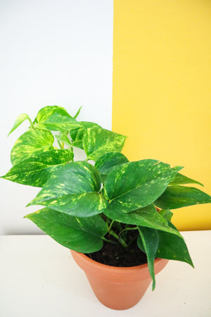 Golden Pothos