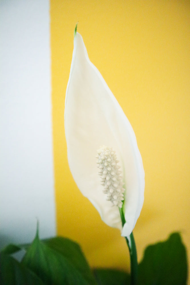 Peace Lily