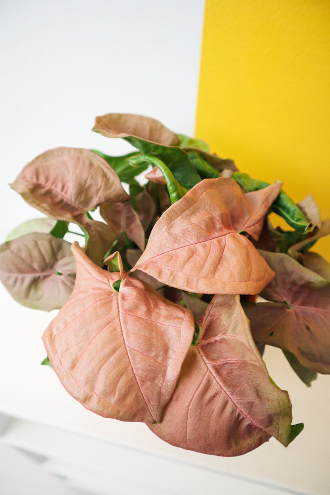 Pink Arrowhead Plant