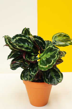 Rose Painted Calathea