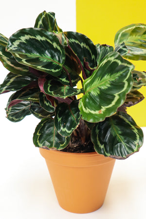 Rose Painted Calathea