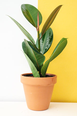 Rubber Plant