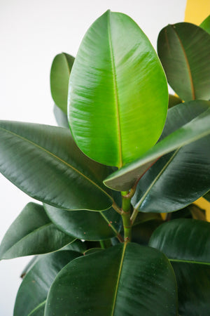 Rubber Plant