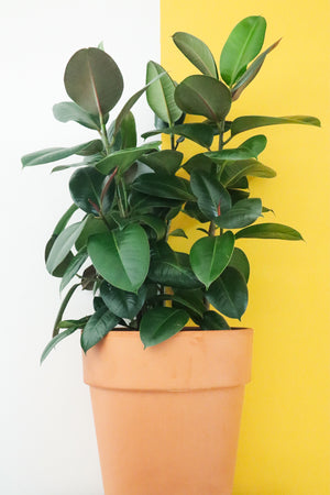 Rubber Plant