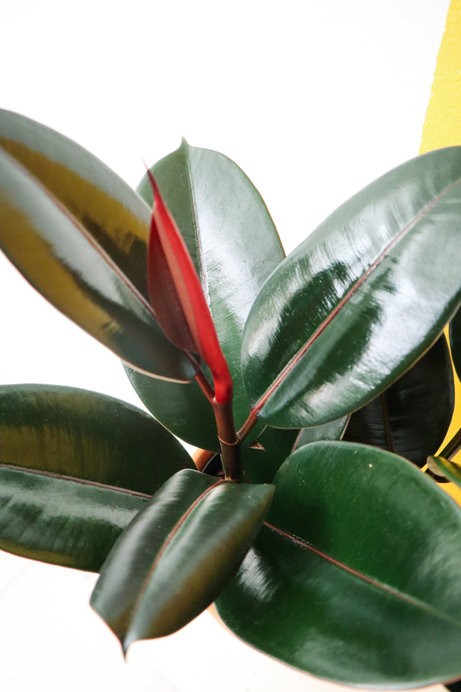 Rubber Plant