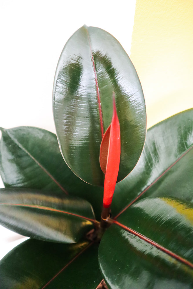 Rubber Plant