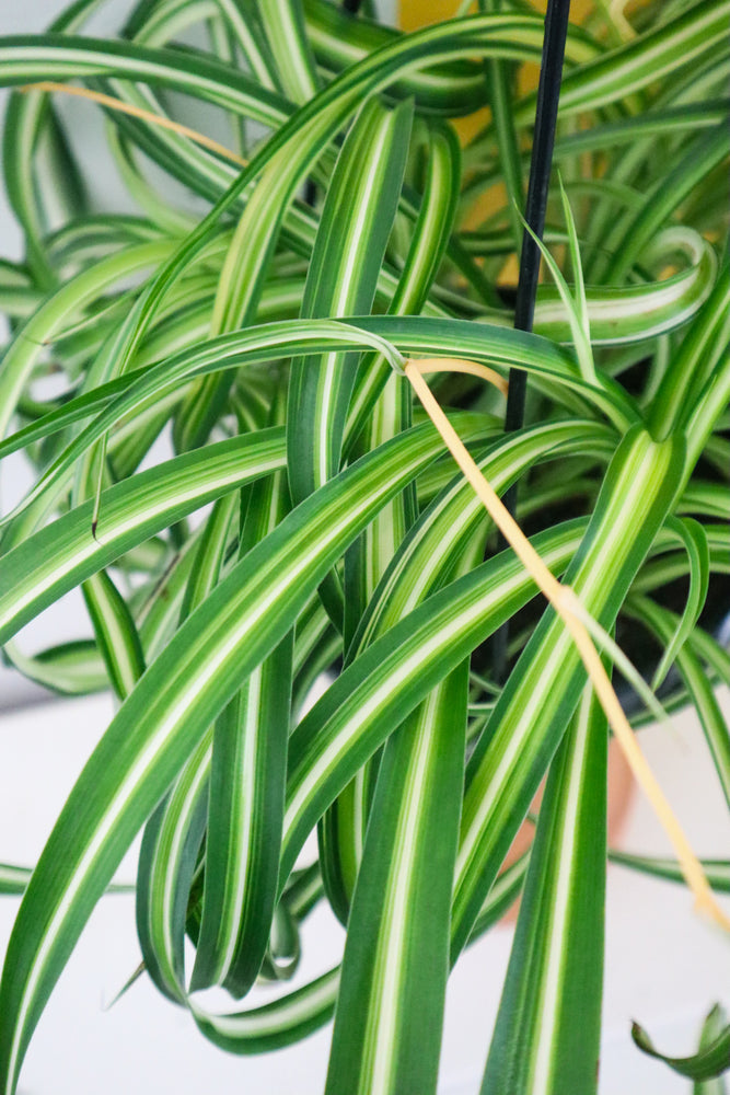 Spider Plant