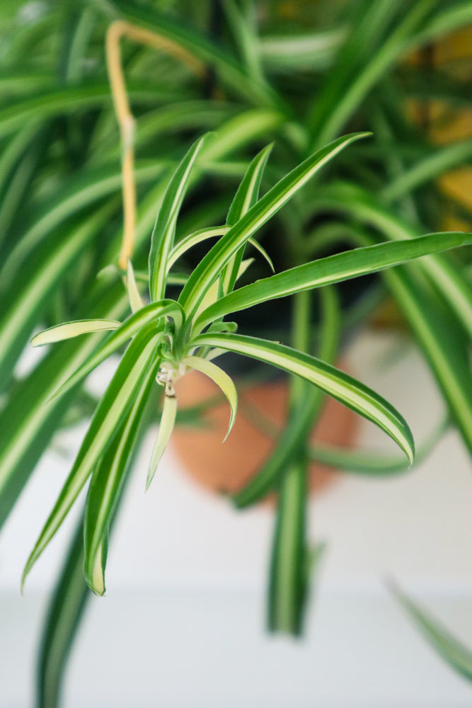 Spider Plant