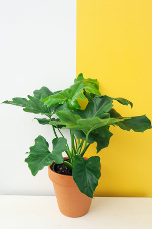 Tree Philodendron