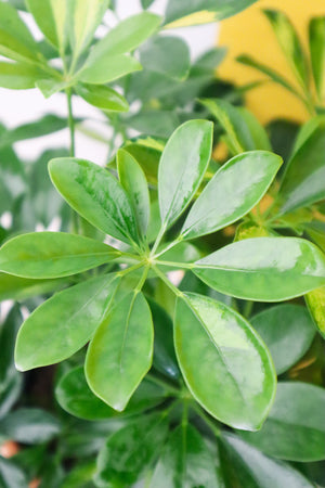 Umbrella Plant