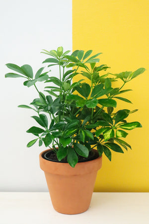 Umbrella Plant