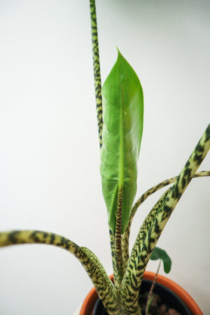 Zebra Alocasia