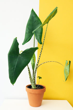 Zebra Alocasia