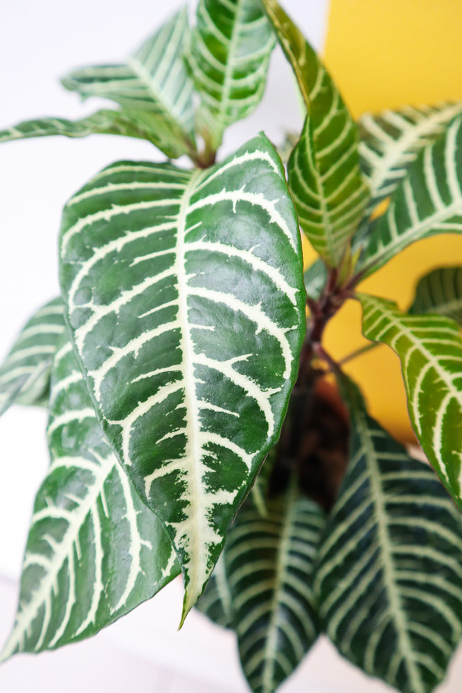 Zebra Plant