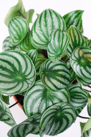 Watermelon Peperomia (Peperomia Argyreia)