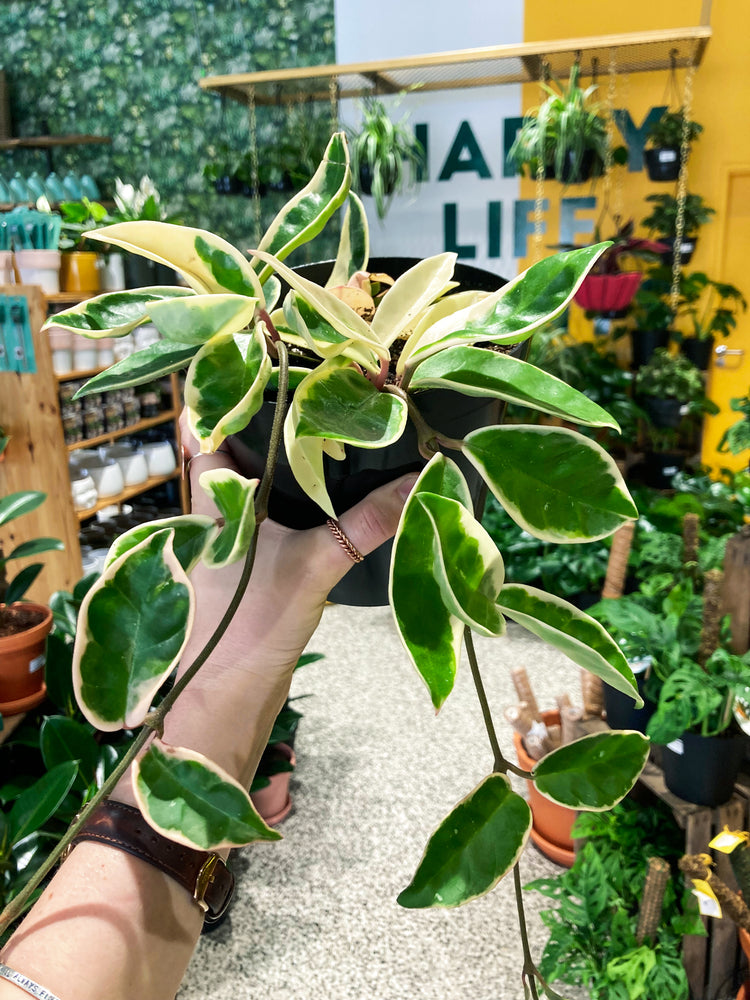 Wax Plant