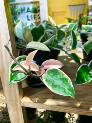 Wax Plant