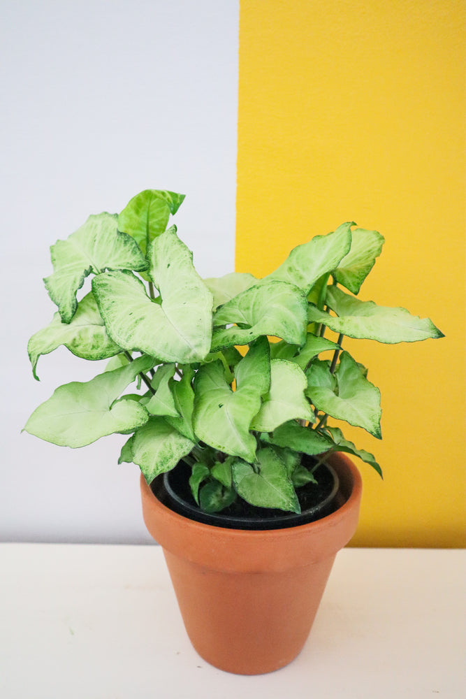 White Butterfly Arrowhead Plant