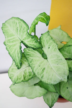 White Butterfly Arrowhead Plant