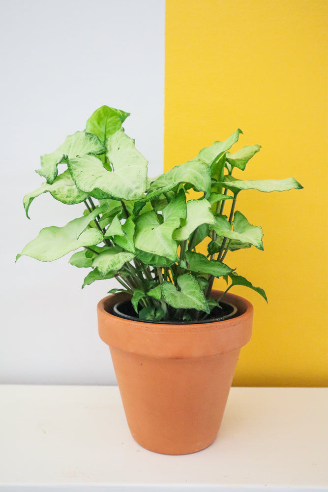 White Butterfly Arrowhead Plant